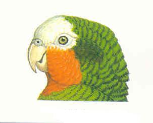 Amazona leucocephala hesterna ( Bangs, 1916 ). Кубинский амазон с острова Кайман-Брак